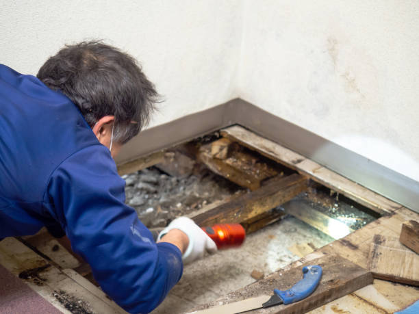 Best Health and Safety Mold Remediation in Whitehall, WI