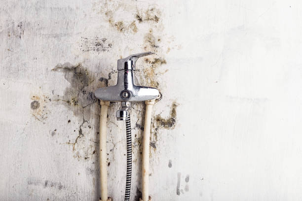 Best Industrial Mold Remediation in Whitehall, WI
