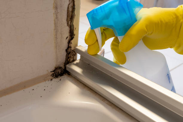 Best Bathroom Mold Remediation in Whitehall, WI