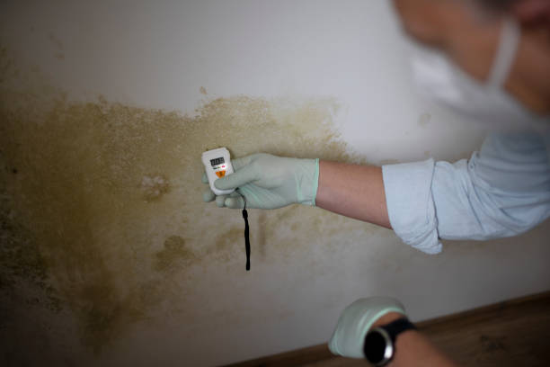 Best Post-Flood Mold Remediation in Whitehall, WI