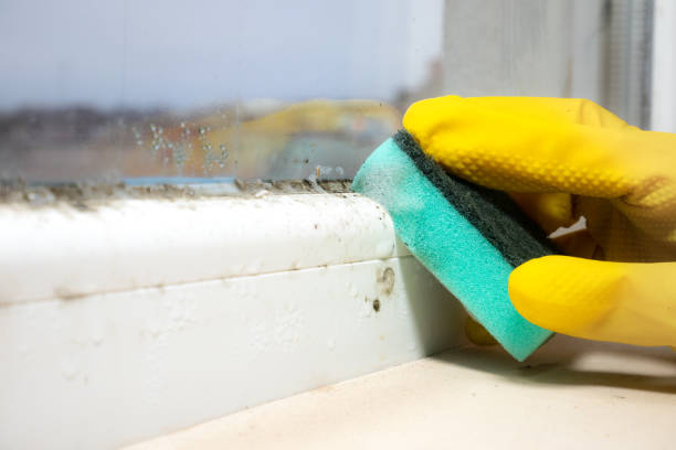 Best Black Mold Remediation in Whitehall, WI