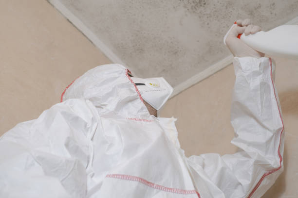 Best White Mold Remediation in Whitehall, WI