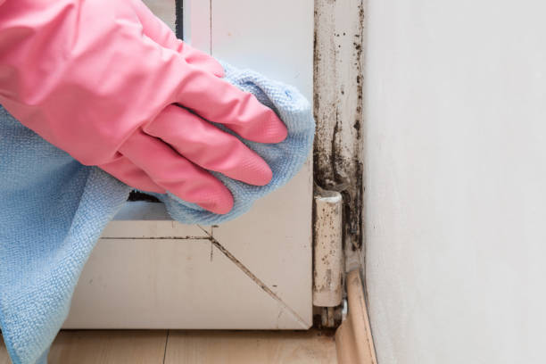 Best Attic Mold Remediation in Whitehall, WI