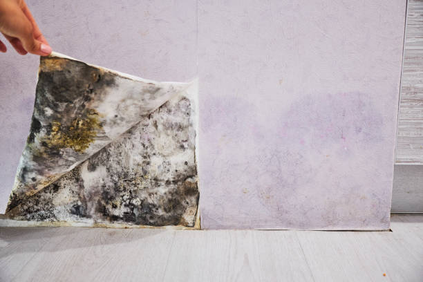 Best Commercial Mold Remediation in Whitehall, WI